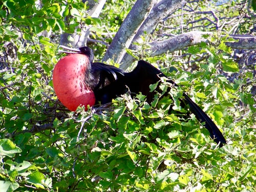 Preview: Red throated frigate bird in the Galapagos.