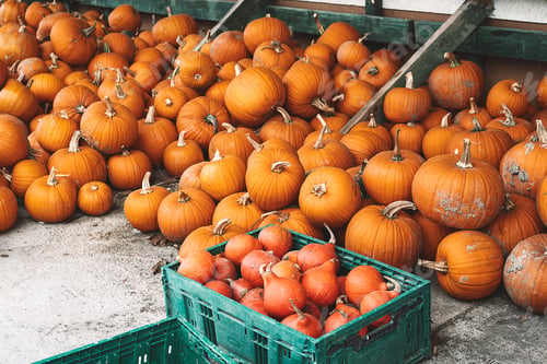 Preview: Autumn harvest of pumpkins.