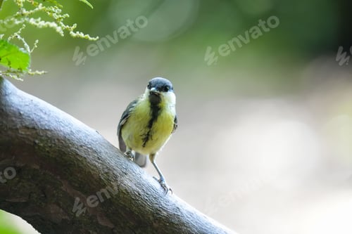 Preview: Closeup of a cute Great tit bird perched on a tree during the daytime