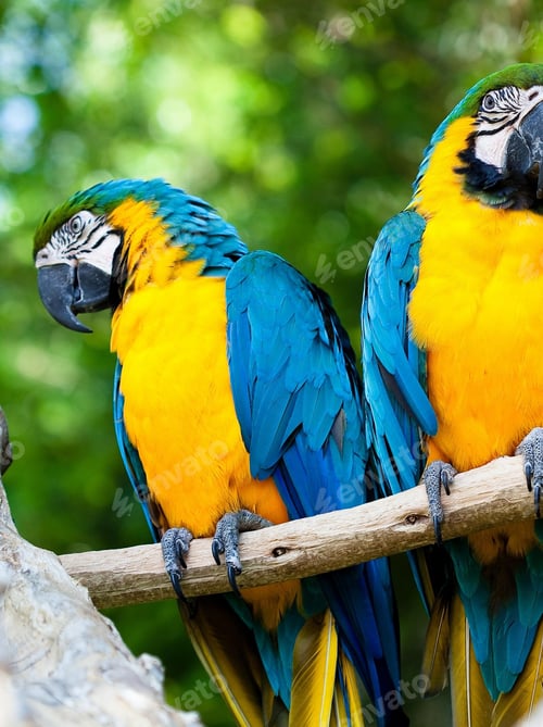 Preview: bird, parrot, Scarlet, Macaw