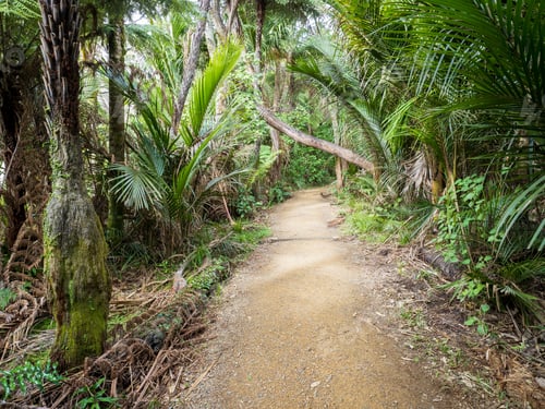 Preview: Kitekite Falls tourist track at Piha, Auckland, New Zealand