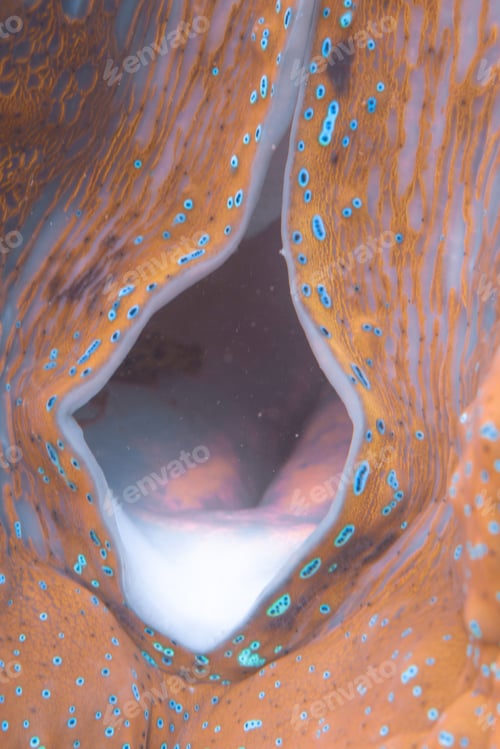 Preview: coral reef macro ,texture, abstract marine ecosystem background on a coral reef