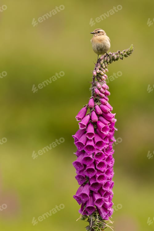 Preview: Small bird perched on pink foxglove flowers in a green meadow
