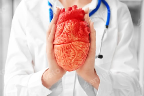 Preview: Doctor holding model of heart, closeup. Heart attack concept