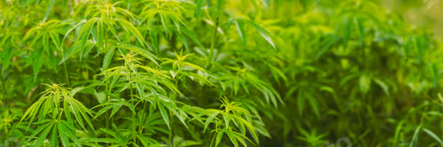 Preview: Legal Green Marijuana Cannabis Leaves Growing At Farm In Summer Day, Beautiful Cannabis Background