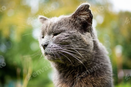 Preview: Beautiful fluffy cat portrait on summer nature background.