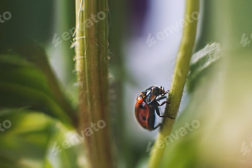 Preview: ladybug on leaf close up on green background