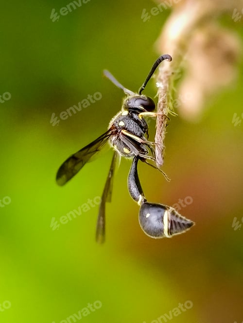Preview: wasp, nature background photo nature