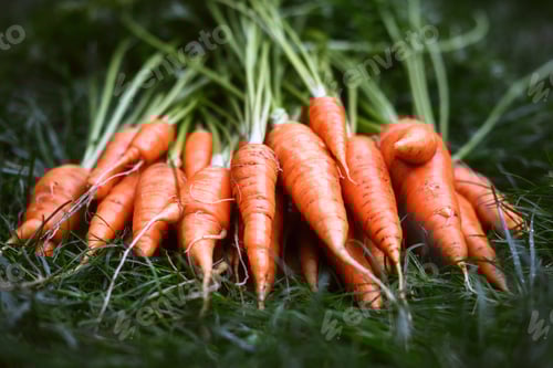 Preview: Group of carrots with greens laid on lawn