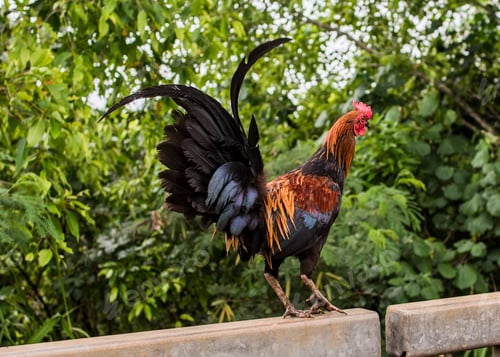 Preview: Cockerel on fence in forest