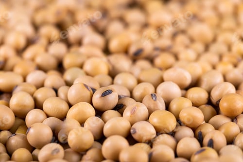 Preview: Soybean background. Soybean organic background