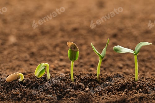 Preview: Little green seedlings growing in fertile soil
