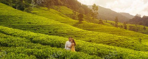 Preview: Aerial View of Green Tea Plantations Landscape with Couple of Travelers in Love