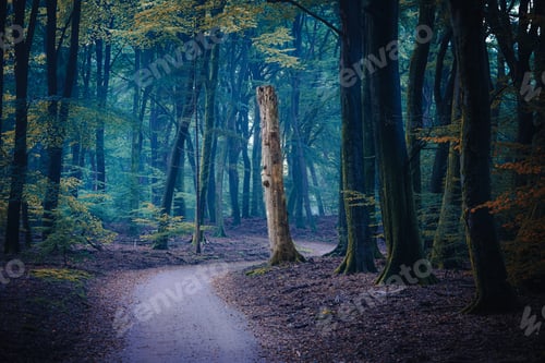Preview: Country road through the autumn forest on a foggy morning