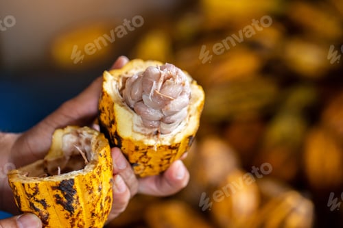 Visualização: Grãos de cacau e vagem de cacau em uma superfície de madeira.