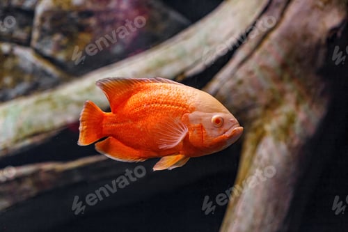 Preview: Underwater photography of Oscar fish (fish)
