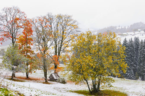 Preview: First snow in the forest in the mountains