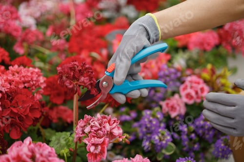 Preview: Close up view of female gardener hands in gloves cutting wilted flowers with pruner