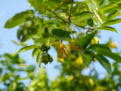 Preview: Ylang Ylang flowers blooms.