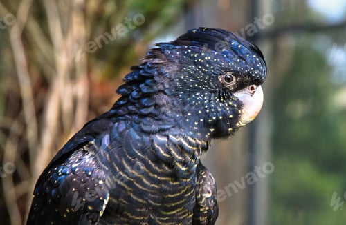 Preview: Red-tailed Black Cockatoo Up Close
