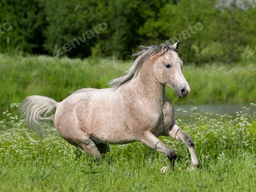 Preview: arabian, horse, mare, stallion, riding