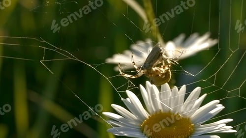 Preview: Spider weaves cocoon on web. Creative. Large wild spider cooks food on web. Cocoon with victim for