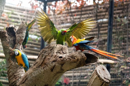 Preview: Colorful parrots in a park on the island of Tenerife