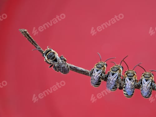 Preview: A group of Lipotriches (sweat bees) resting on a tree branch on red backgound.