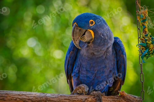 Preview: Vibrant blue macaw perched on a tree branch in a natural setting with a bokeh green background