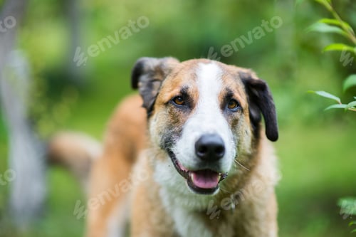 Preview: Portrait of an old loyal dog