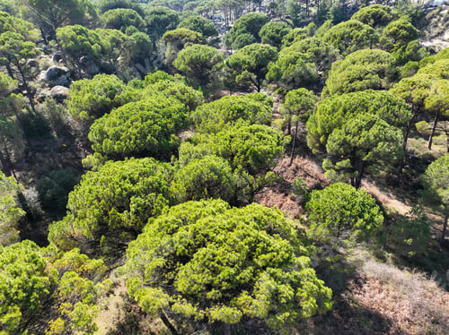 Preview: Kozak Plateau is between Bergama-Ayvalık