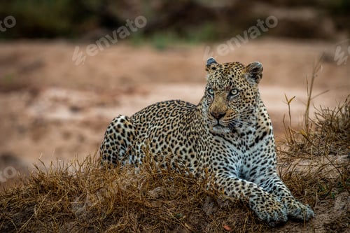 Preview: Big male Leopard laying in the grass.
