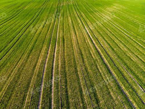 Preview: field