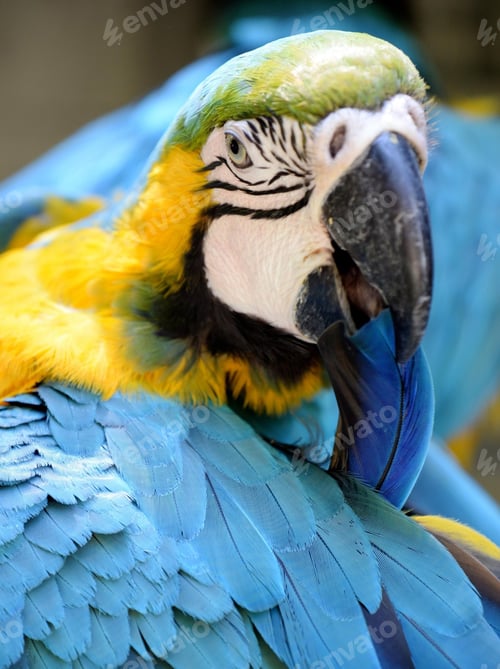 Preview: bird, parrot, Scarlet, Macaw