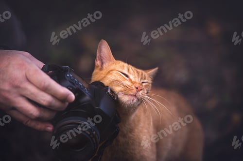 Preview: Kitty Loves Camera