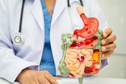 Preview: Digestive system with stomach and intestine, Asian doctor holding human anatomy model