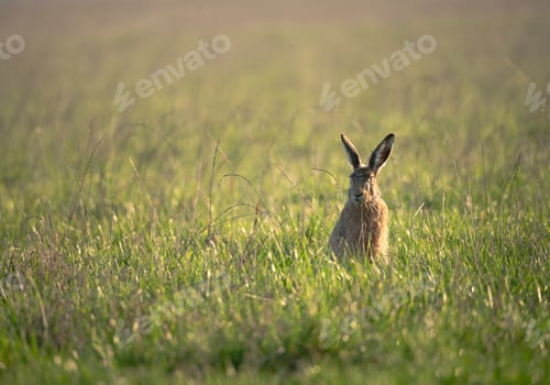 Preview: Adorable European hare in the green field