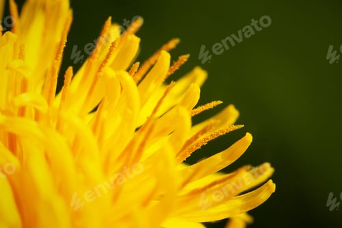 Preview: Blooming yellow dandelion on a dark background. Macrophotography.