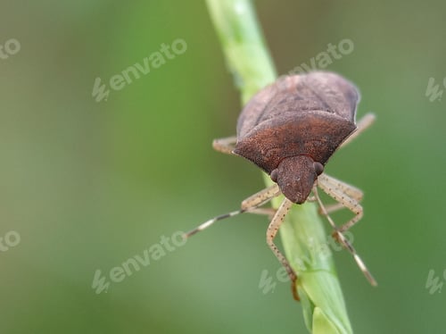 Preview: The Pentatomomorpha bug