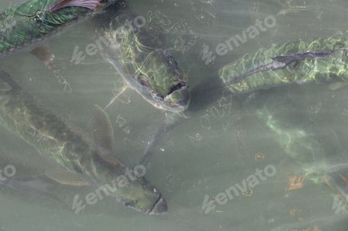 Preview: A group of tarpon are waiting for the fishermen to throw away the fish guts in the water