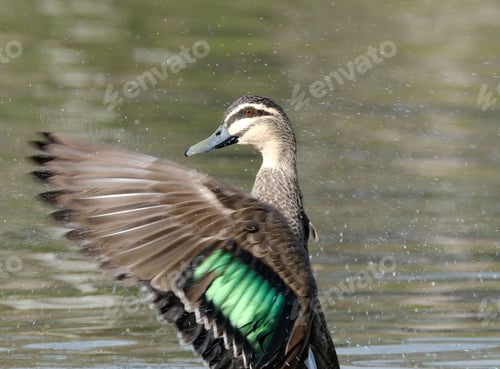 Preview: Closeup shot of a pacific black duck getting ready for flight from a pond