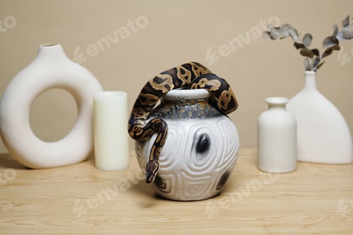 Preview: Snake Resting on Ceramic Vase on Wooden Table