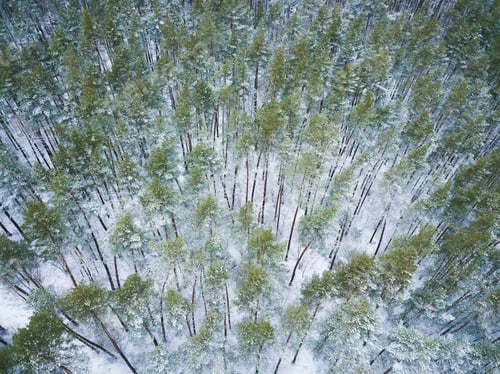 Preview: View from height to the winter forest covered with snow