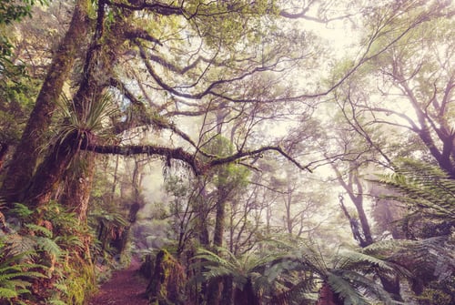 Preview: New Zealand forest