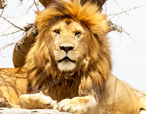 Preview: A Beautiful wildlife in the World