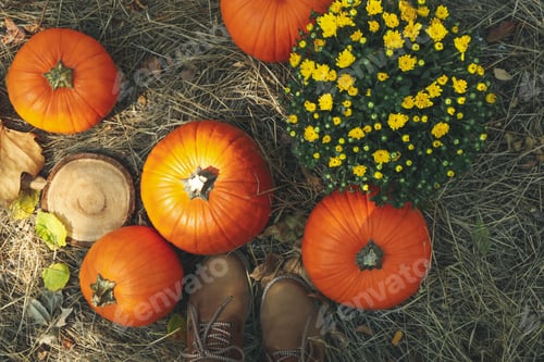 Preview: Autumn concept with pumpkins, chrysanthemums and boots outdoor