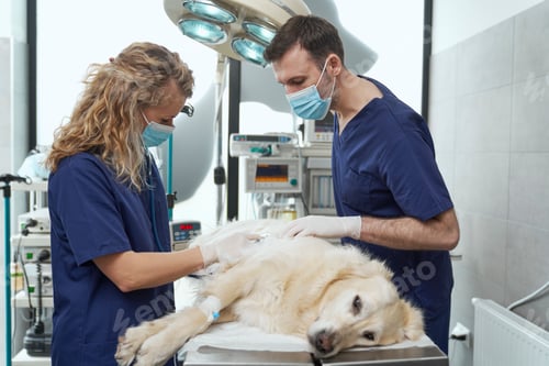 Preview: Two doctor's with anaesthetised dog lying on operating table
