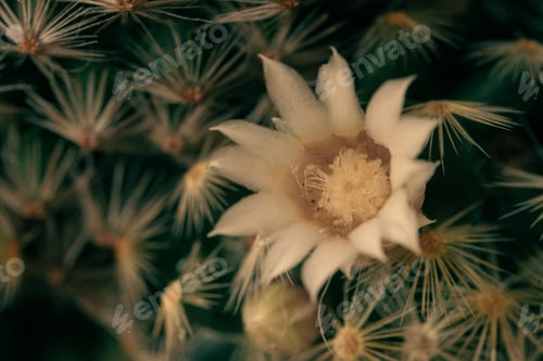 Preview: Bloom bloom