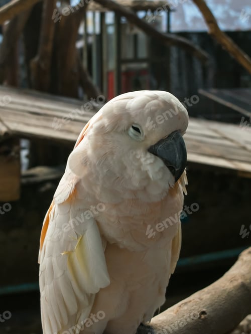 Preview: White parrot on the wooden branch
