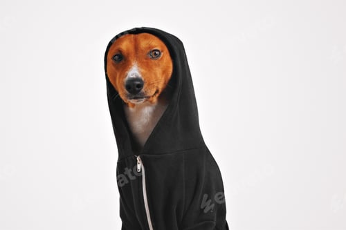 Preview: Portrait of a dog in black zippered hoodie
